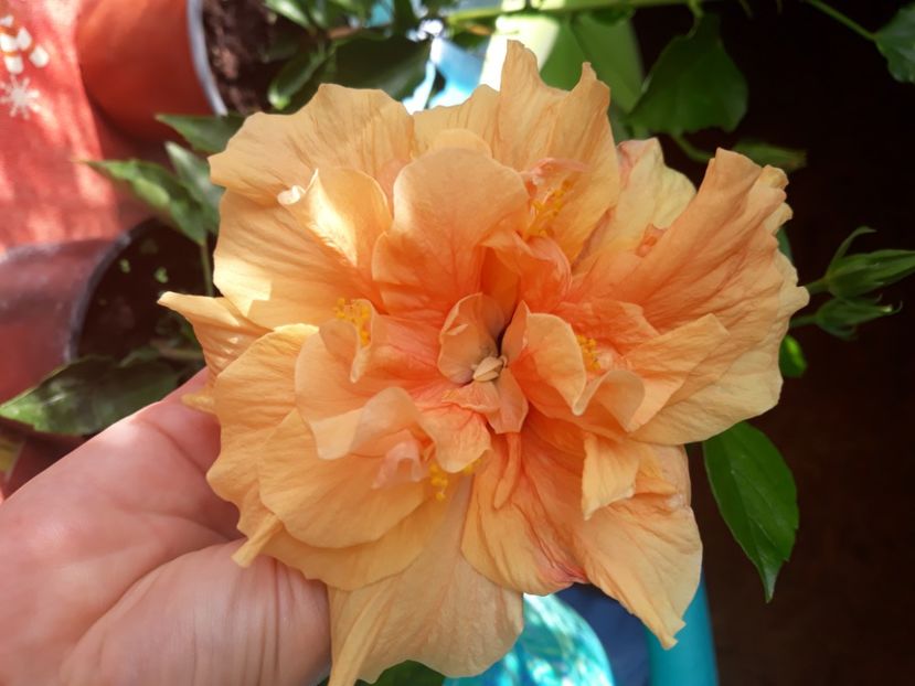  - hibi clasic apricot