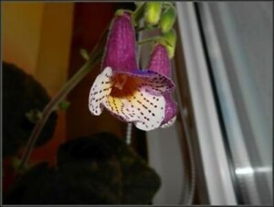 Night And Day    poza net - Smithiantha