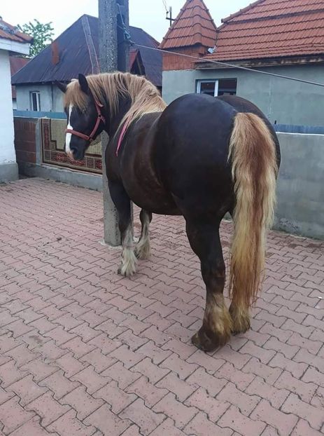  - Cai animale nobile
