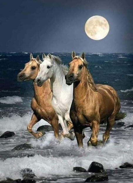  - Cai animale nobile