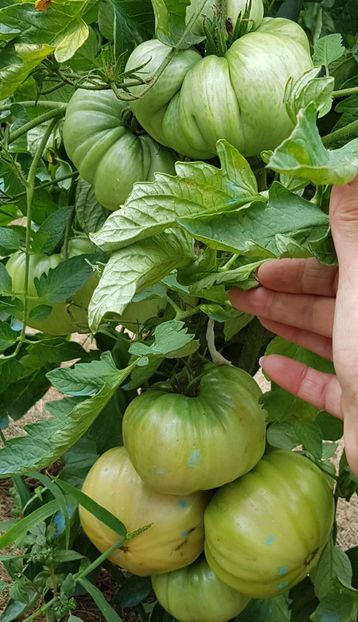  - 07 Gradinuta de legume 2021