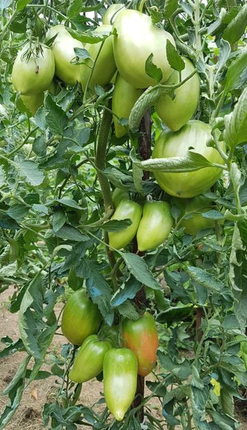  - 07 Gradinuta de legume 2021