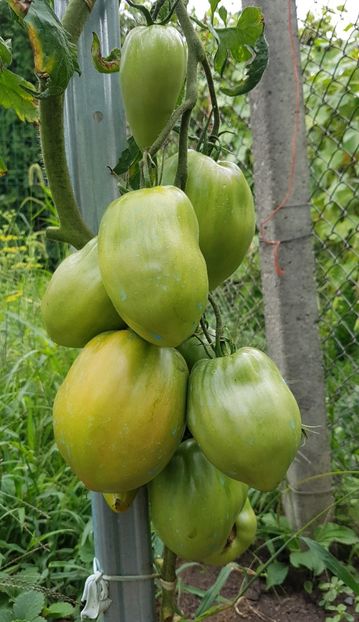  - 07 Gradinuta de legume 2021