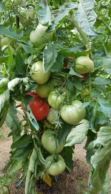 - 07 Gradinuta de legume 2021
