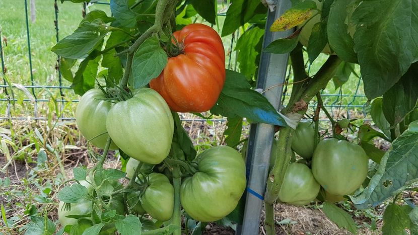  - 07 Gradinuta de legume 2021