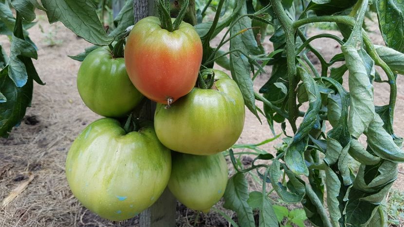  - 07 Gradinuta de legume 2021