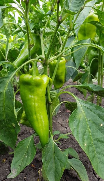  - 07 Gradinuta de legume 2021