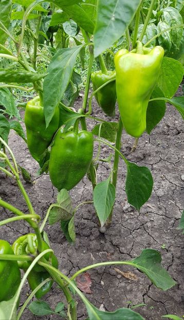  - 07 Gradinuta de legume 2021