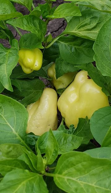  - 07 Gradinuta de legume 2021