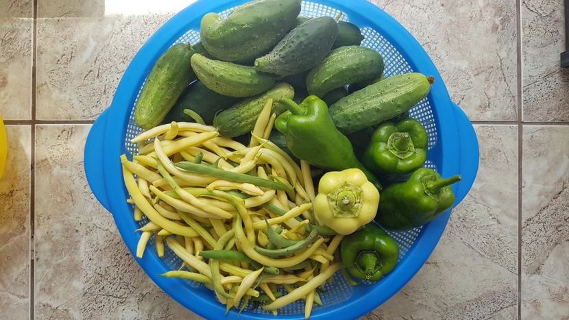  - 07 Gradinuta de legume 2021