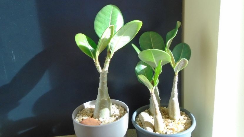 Adenium dhofarense, Oman si Yemen - Caudiciforme - pachycaule si bulboase 2021