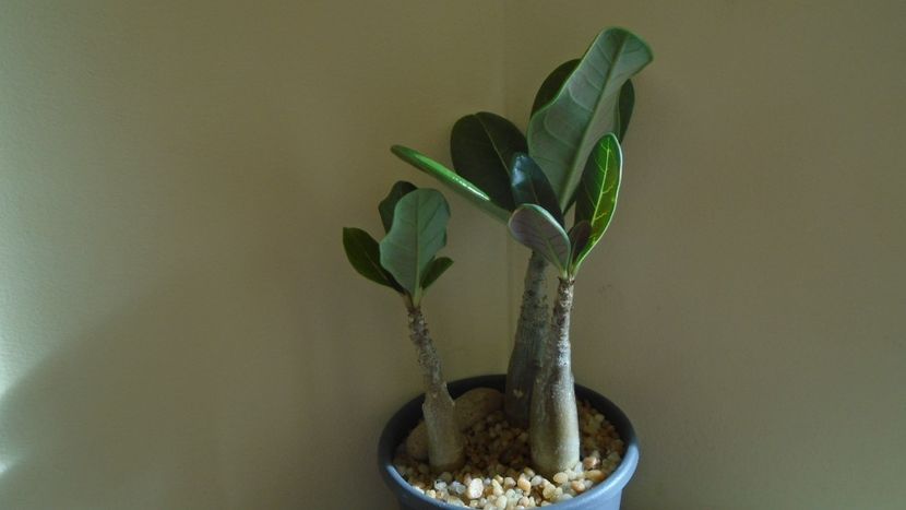 Adenium dhofarense, Oman si Yemen - Caudiciforme - pachycaule si bulboase 2021