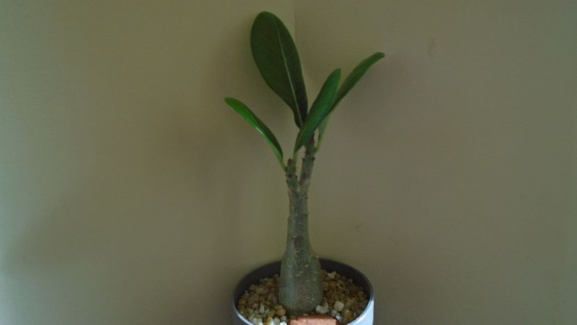 Adenium dhofarense, Oman si Yemen - Caudiciforme - pachycaule si bulboase 2021
