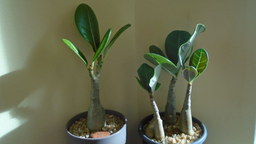 Adenium dhofarense, Oman si Yemen - Caudiciforme - pachycaule si bulboase 2021