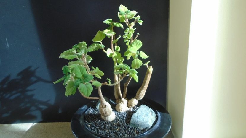 Plectranthus ernstii - Caudiciforme - pachycaule si bulboase 2021