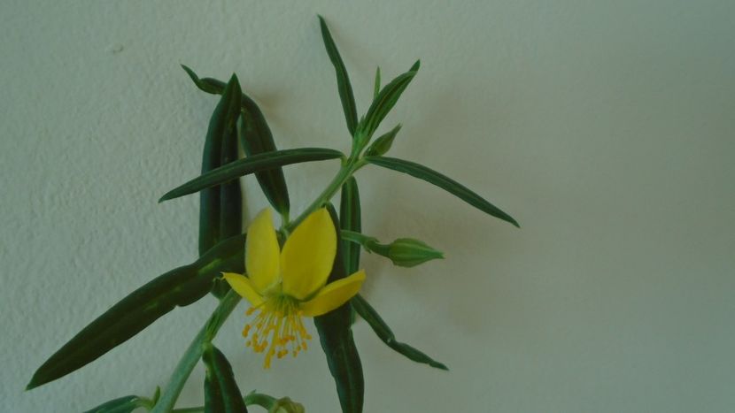 Talinum caffrum - Caudiciforme - pachycaule si bulboase 2021