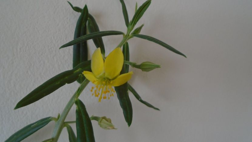 Talinum caffrum - Caudiciforme - pachycaule si bulboase 2021