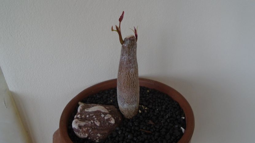 Pseudobombax ellipticum - Caudiciforme - pachycaule si bulboase 2021