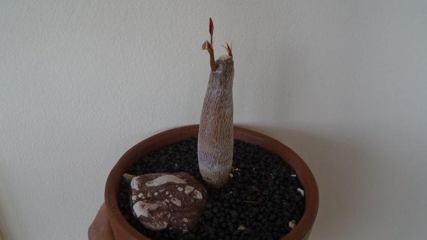 Pseudobombax ellipticum - Caudiciforme - pachycaule si bulboase 2021