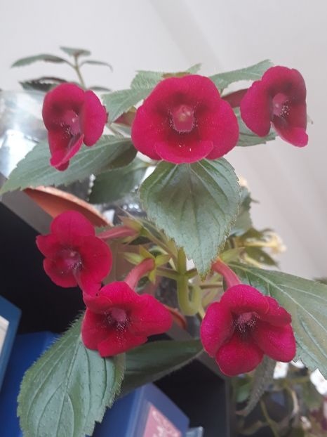  - 001 2021 - BRID s 34m-19