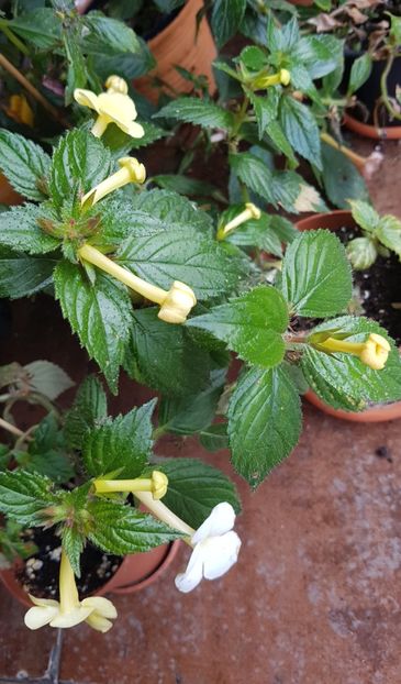  - Hymalaian Sunrise p