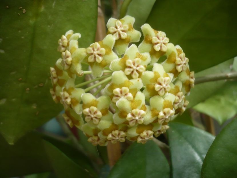 06.08.2021 - HOYA 2021-2