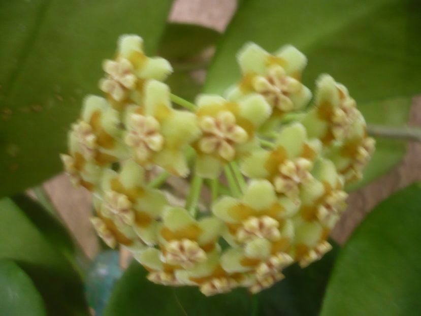 P1500369 - HOYA 2021-2