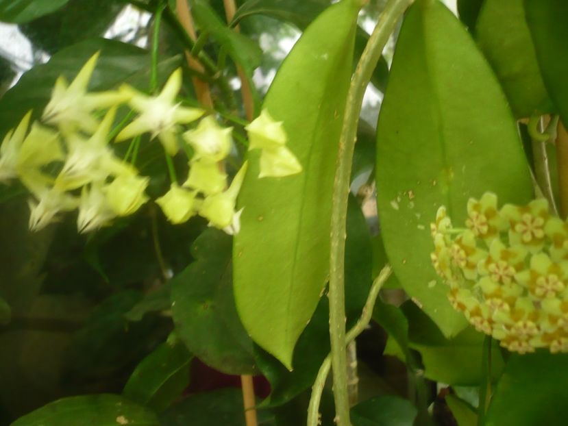 P1500371 - HOYA 2021-2