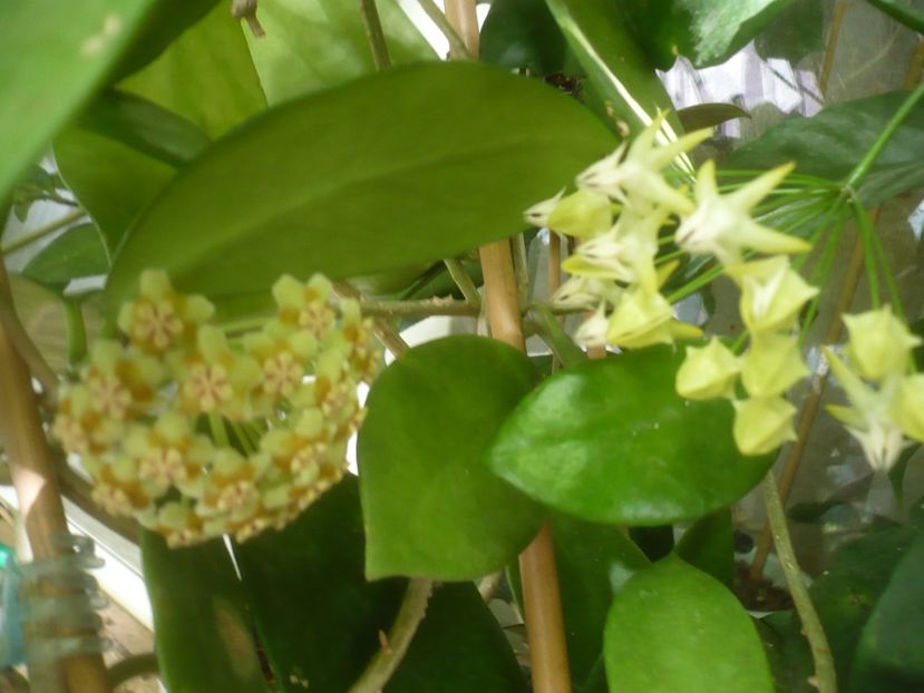 P1500372 - HOYA 2021-2