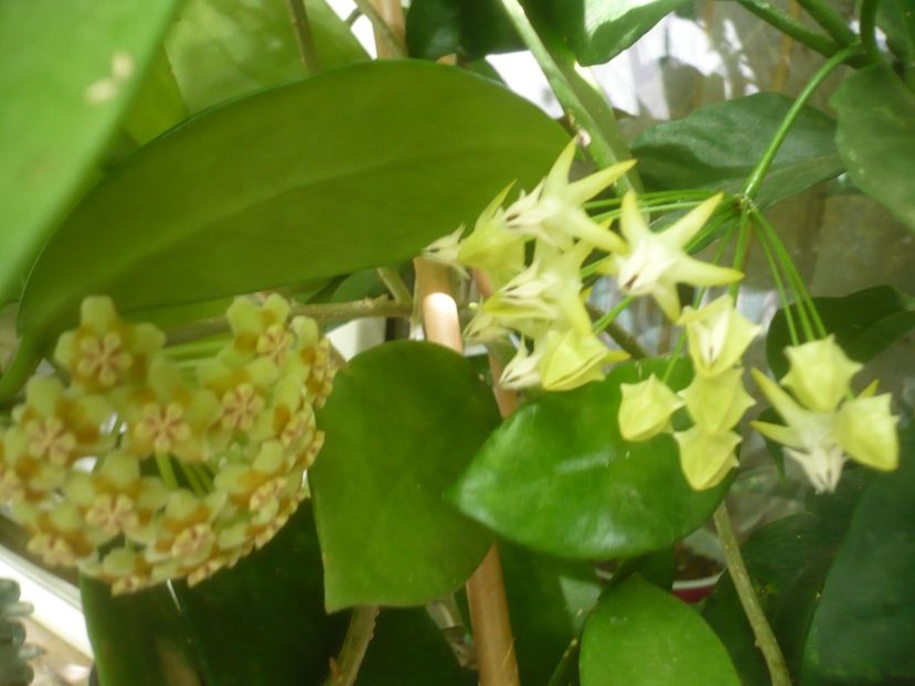 P1500373 - HOYA 2021-2