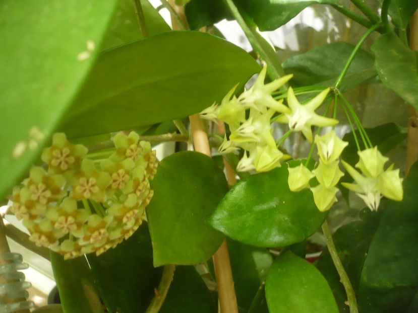 P1500374 - HOYA 2021-2