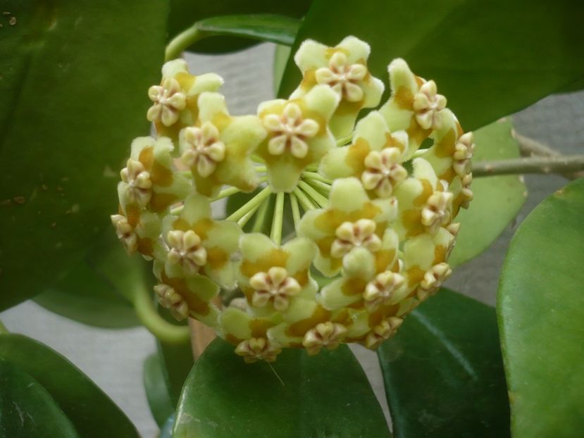 P1500375 - HOYA 2021-2
