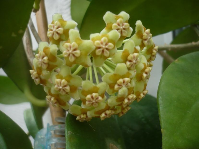 P1500376 - HOYA 2021-2
