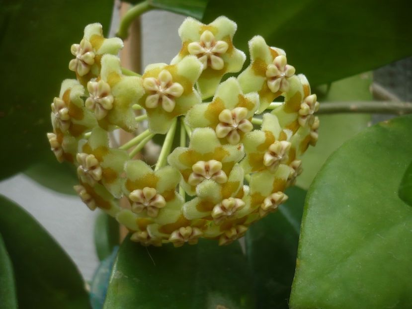 P1500377 - HOYA 2021-2