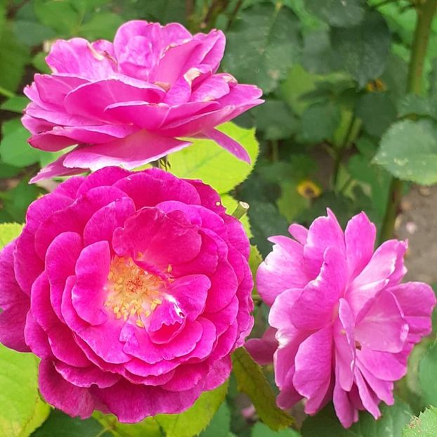  - Minerva 2021 - 2022