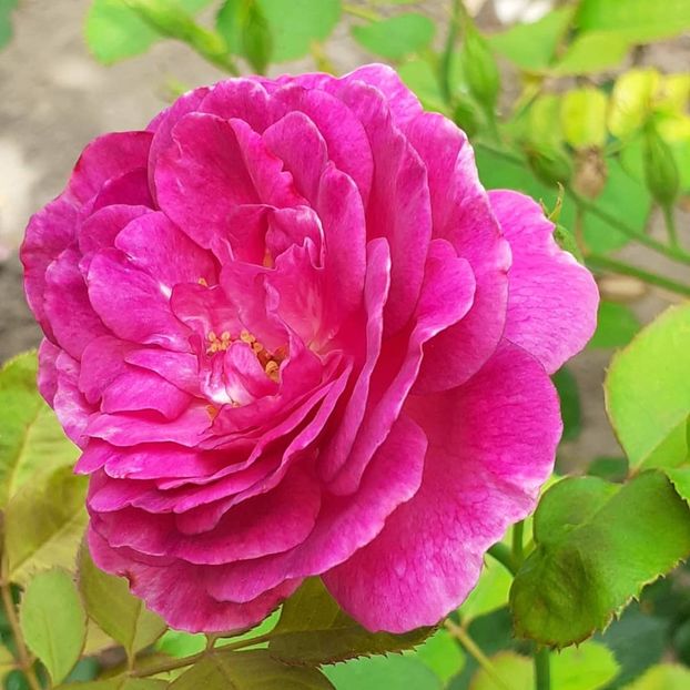  - Minerva 2021 - 2022