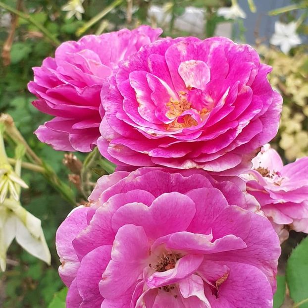  - Minerva 2021 - 2022