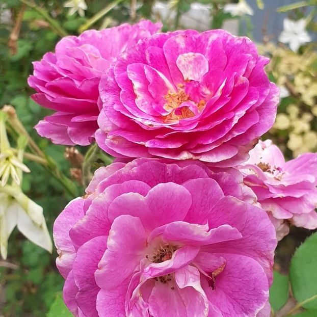  - Minerva 2021 - 2022