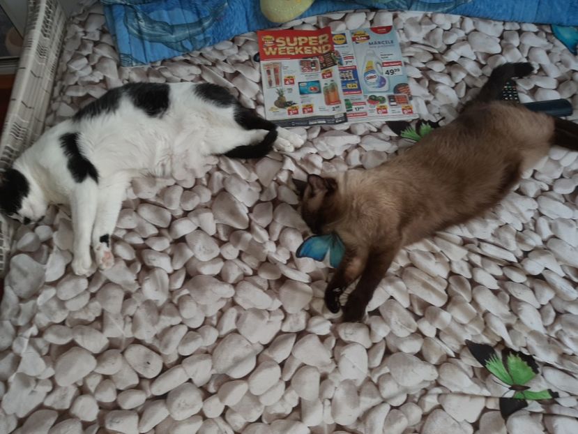  - Pisicii mei în august 2021