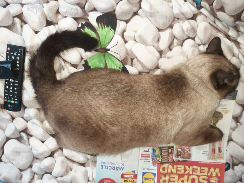  - Pisicii mei în august 2021