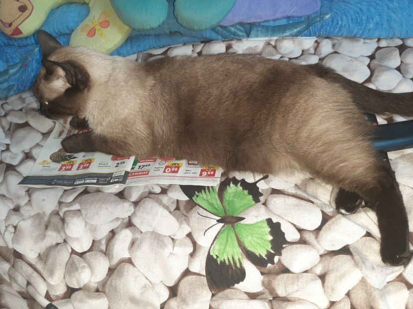  - Pisicii mei în august 2021