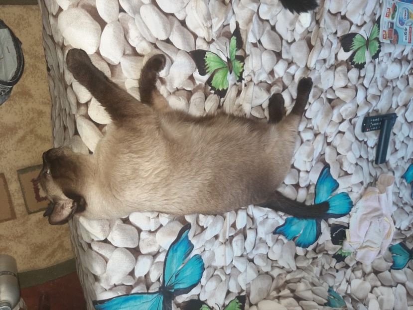  - Pisicii mei în august 2021