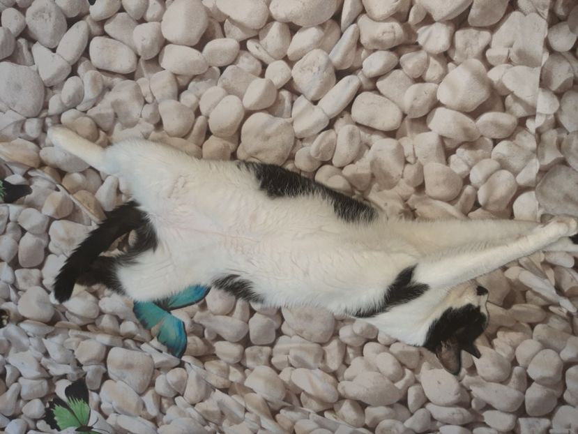  - Pisicii mei în august 2021