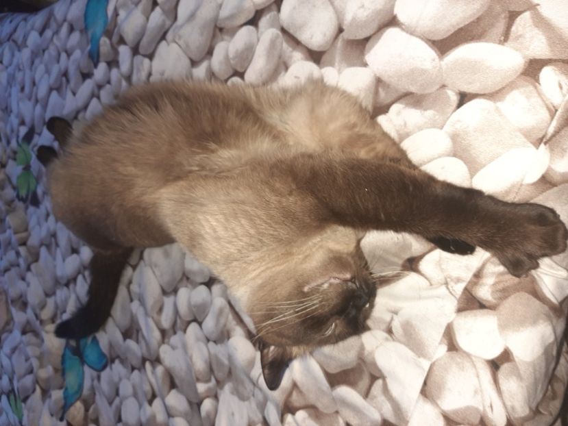  - Pisicii mei în august 2021