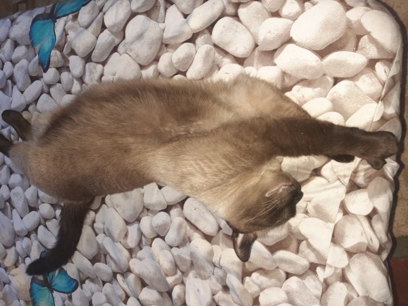  - Pisicii mei în august 2021