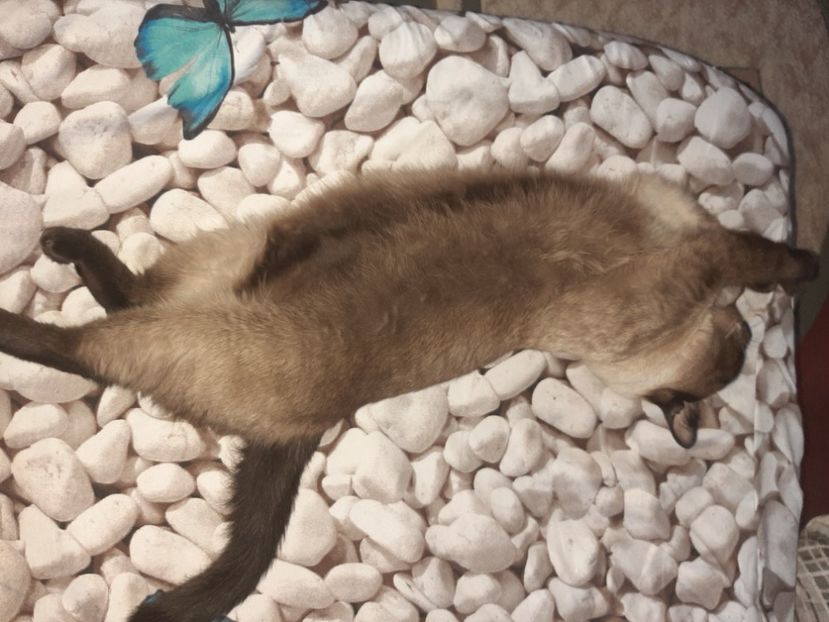  - Pisicii mei în august 2021