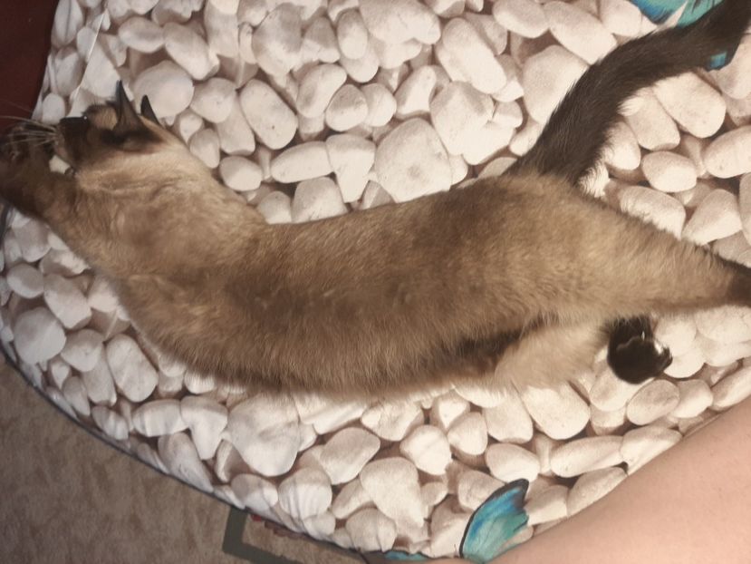  - Pisicii mei în august 2021