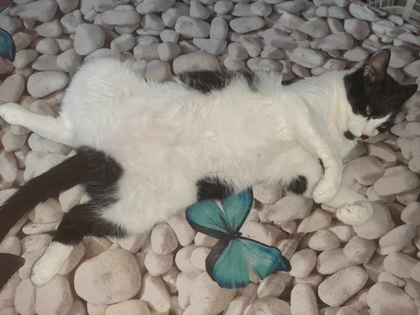  - Pisicii mei în august 2021