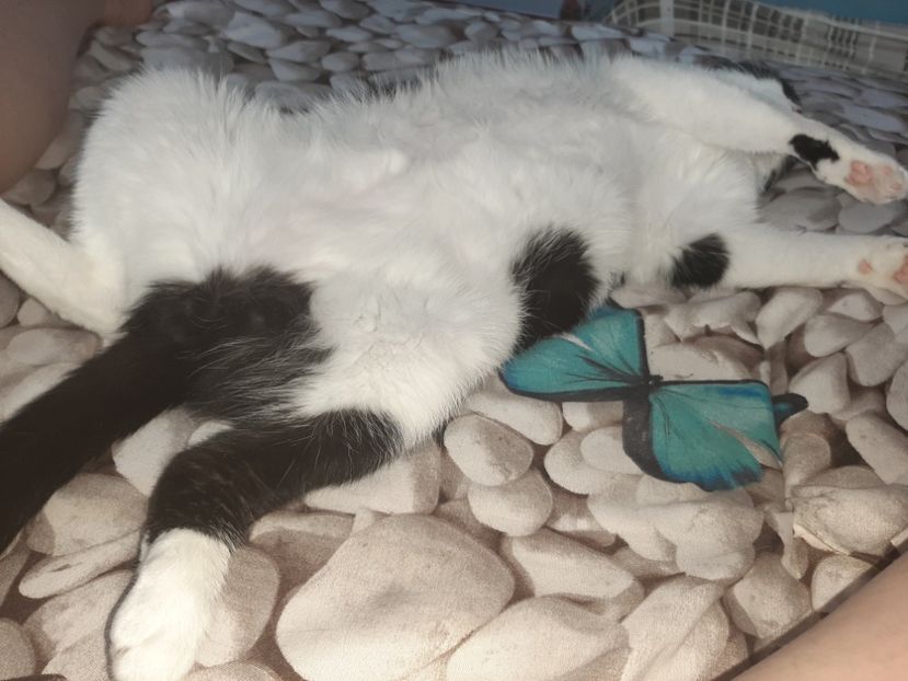  - Pisicii mei în august 2021