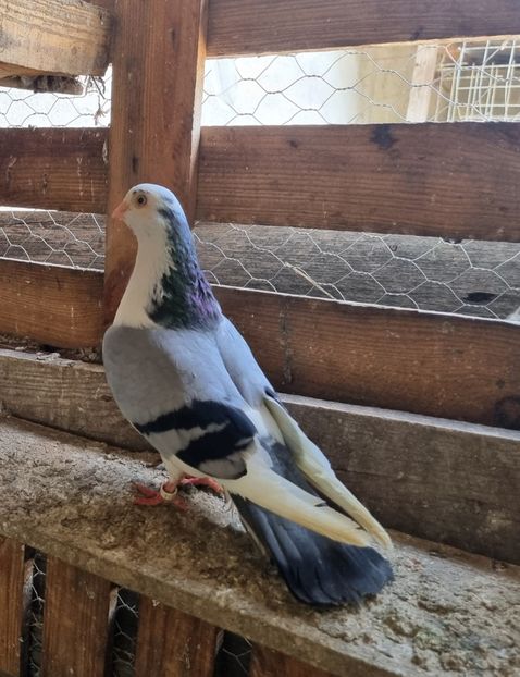  - 4-Jucatori de Galati